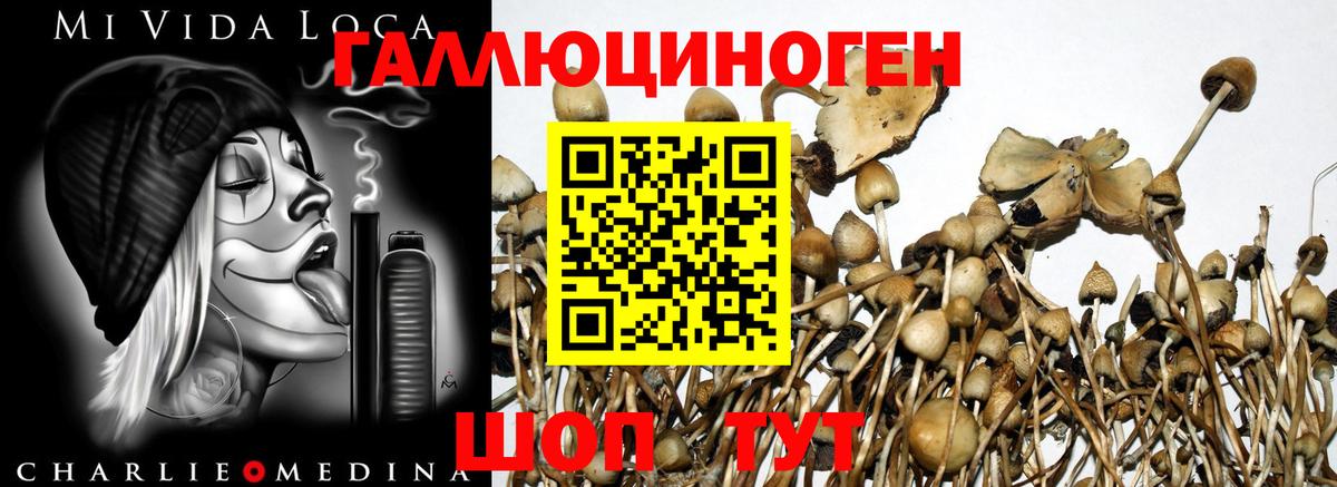Псилоцибиновые грибы ЛСД  Псилоцибиновые грибы Psilocybine cubensis  Кингисепп  Вход с VPN 
